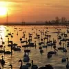 قوهای آوازخوان شهر سرخرود