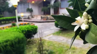 فروش ویلا باغ سرخرود ساحلی