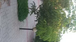 فروش ویلا باغ در جاده امل به سرخرود