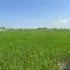 زمین کشاورزی