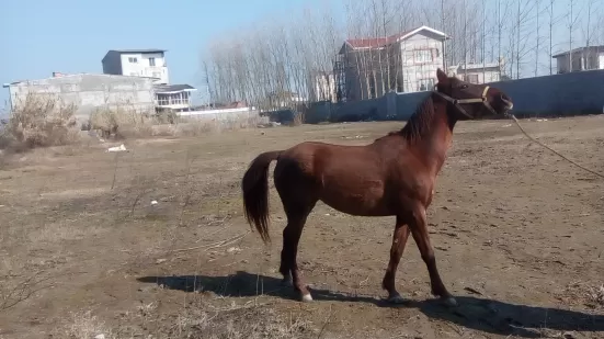 زمین کشاورزی بر جاده اصلی