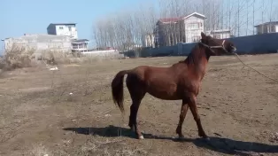 زمین کشاورزی بر جاده اصلی