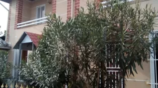 اجاره ویلا جاده سرخرود