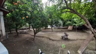 مشارکت خونه باغ قدیمی در مرکز شهر سرخرود