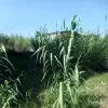 فروش زمین ویلایی رو به رو خانه دریا