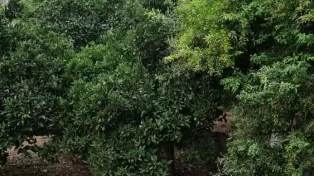خانه روستایی قدیمی باغی فروش آمل