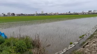 زمین کشاورزی