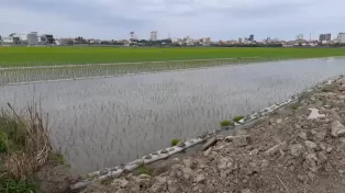 زمین کشاورزی در سرخرود