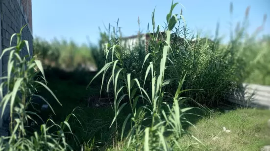 خرید زمین کوچک سرخ رود