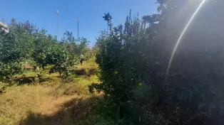 زمین باغی داخل بافت