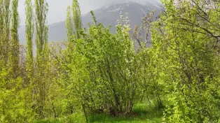 خرید زمین آمل ( لاریجان )