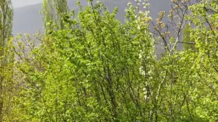 خرید زمین آمل ( لاریجان )