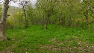 خرید زمین آمل ( لاریجان )