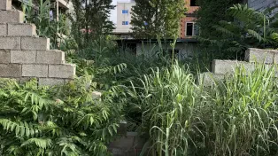 خرید زمین ساحلی محمودآباد