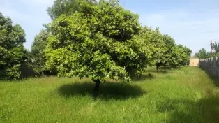 فروش 1200 متر زمین در سرخرود
