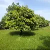 زمین قواره بزرگ شهر سرخرود