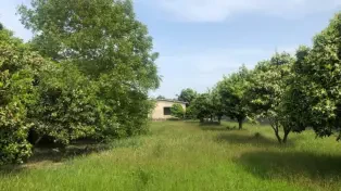 زمین قواره بزرگ شهر سرخرود