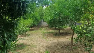 ویلا باغ ۳۵۰ متری شهر سرخرود