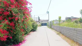 فروش زمین مسکونی 250 متری سرخرود