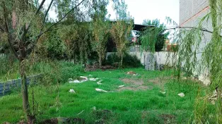 215 متر رمین مسکونی حاجیکلا سرخــــرود