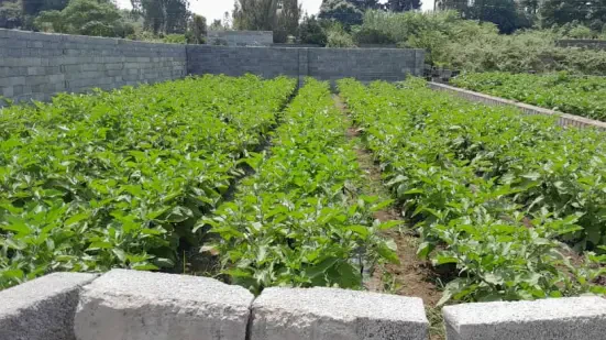 فروش ۲۵۲ متر زمین خوش قواره در محمودآباد