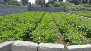 فروش ۲۵۲ متر زمین خوش قواره در محمودآباد
