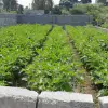 فروش ۲۵۲ متر زمین خوش قواره در محمودآباد