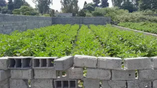 فروش ۲۵۲ متر زمین خوش قواره در محمودآباد