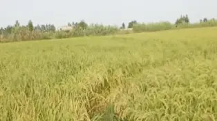 فروش یه زمین خوب
