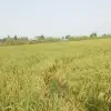فروش یه زمین خوب