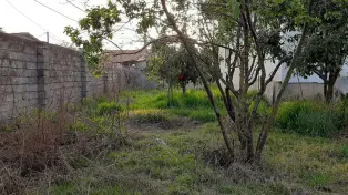 یه کلنگی به قیمت