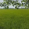 یه زمین عاااااااااالی به قیمت
