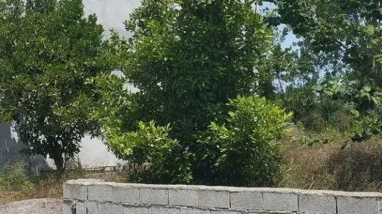 یه زمین مسکونی فروشی
