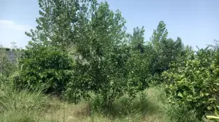 زمین باغ ویلا