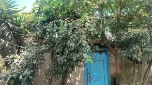ویلا باغچه زیر قیمتی ، فقط پول زمین میدی