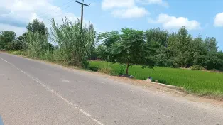 650 متر باغ مرکبات حصار شده بر آسفالت