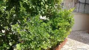 فروش استثنایی ویلای ساحلی