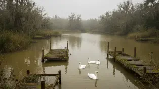 زمین شهرکی سنددار ۲۱۳ متر کنار تالاب قو و دریا