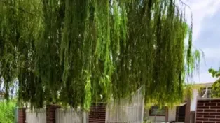 300 متر ویلا باغ سرسبز برای اجاره سالیانه