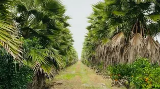 فروش ۲۲۰۰۰ متر باغ ویلا شیک در لوکیشن عالی بابلسر