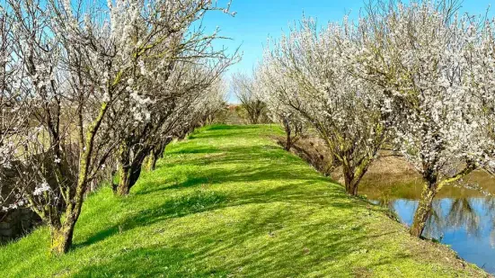۲۲ هزار متر باغ ویلا با دریاچه پرورش ماهی