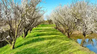 ۲۲ هزار متر باغ ویلا با دریاچه پرورش ماهی