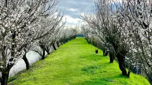 ۲۲ هزار متر باغ ویلا با دریاچه پرورش ماهی