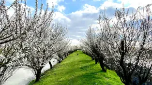 ۲۲ هزار متر باغ ویلا با دریاچه پرورش ماهی