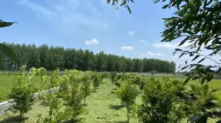 فروش باغ ۵۷۰ متری در محموداباد