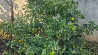 ویلا حیاط‌دار نزدیک دریا  سند تک‌برگ