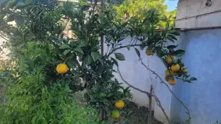 یه ویلا باغ دنج و عالی