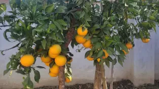 یه ویلا باغ دنج و عالی