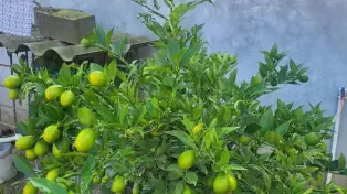 یه ویلا باغ دنج و عالی