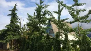 فروش ۳۳۲۰۰ متر باغ ویلا شیک لوکیشن عالی مازندران